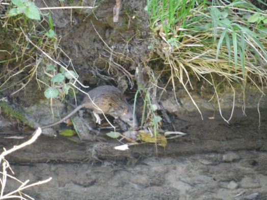 Rat 1