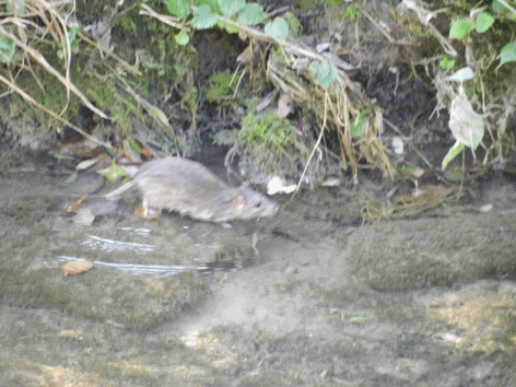 Rat 2