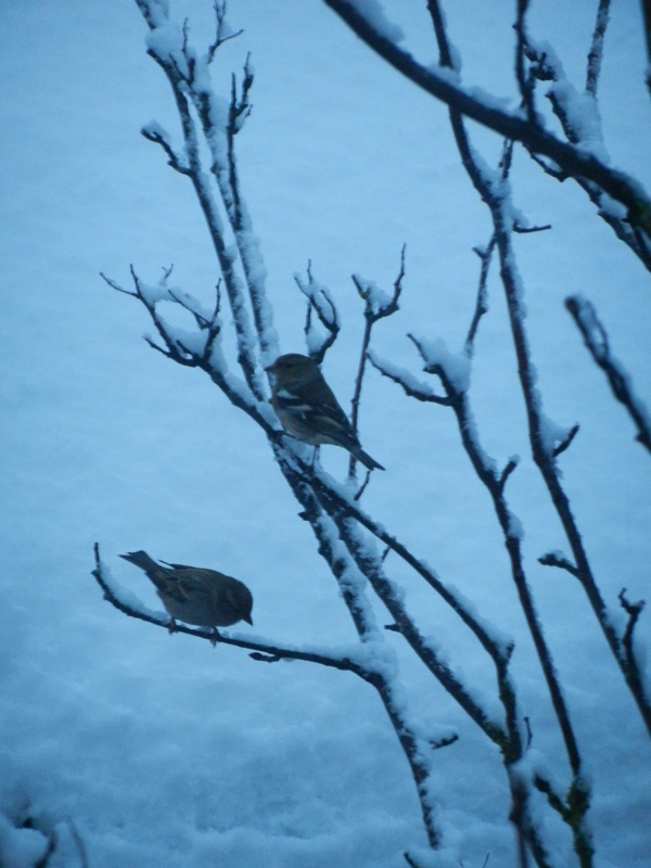 Two birds on a tree