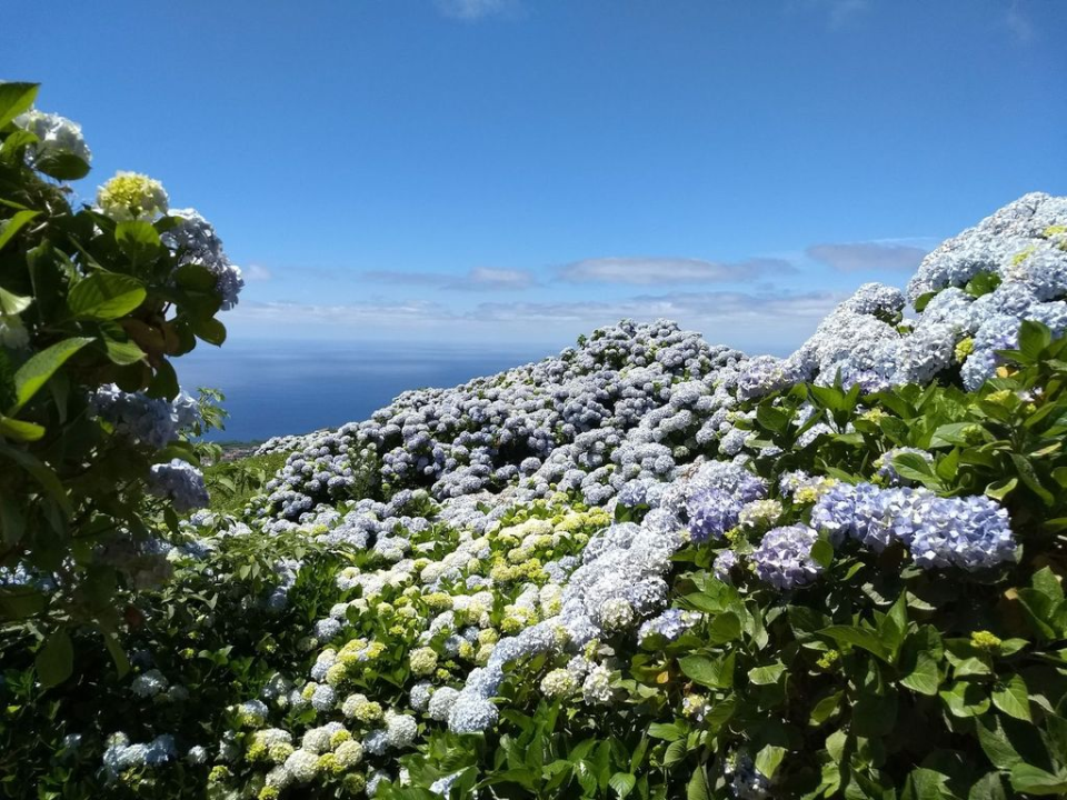 ... including lots and lots of hydrangea ...