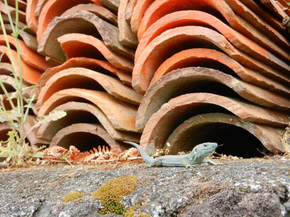 Another lizard posing for the camera ...