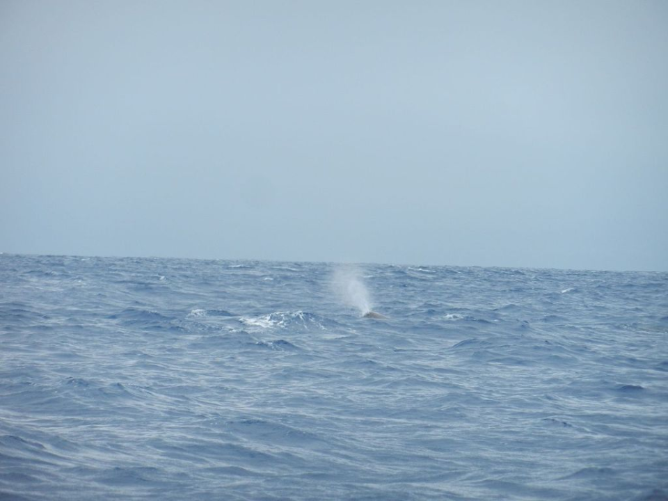 The pictures show small parts of two sperm whales. Apart from many of those, we saw a finback whale (rare sight in July) and a group of Risso's Dolphins