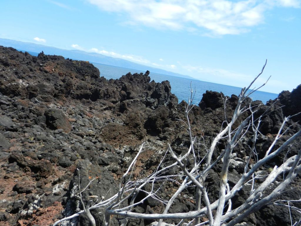 ... and some dead wood on black rock, until we finally ...